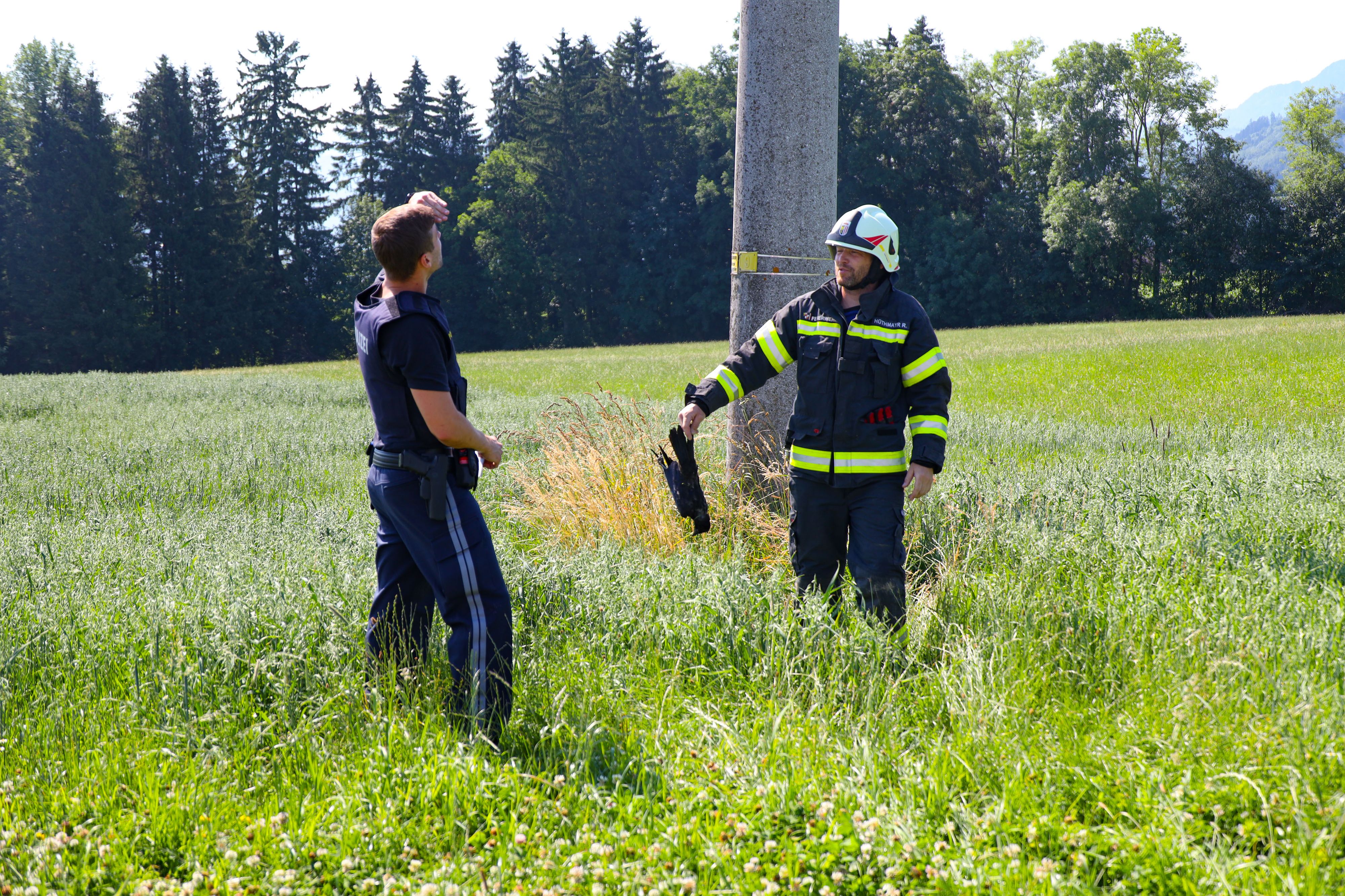 In OÖ sorgte eine Krähe für einen Kurzschluss. Das Tier verendete, viele Haushalte hatten keinen Strom.