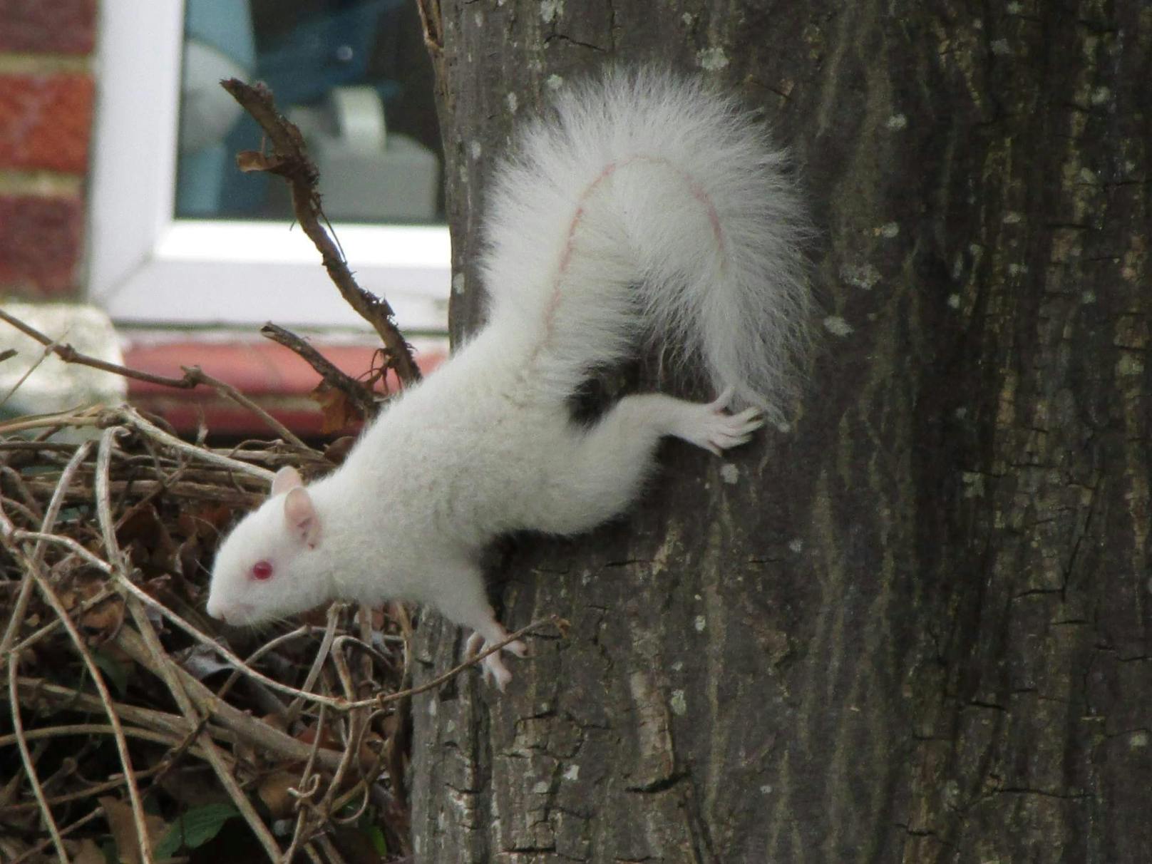 Unglaublich selten. Ein Albino-Eichhörnchen. 