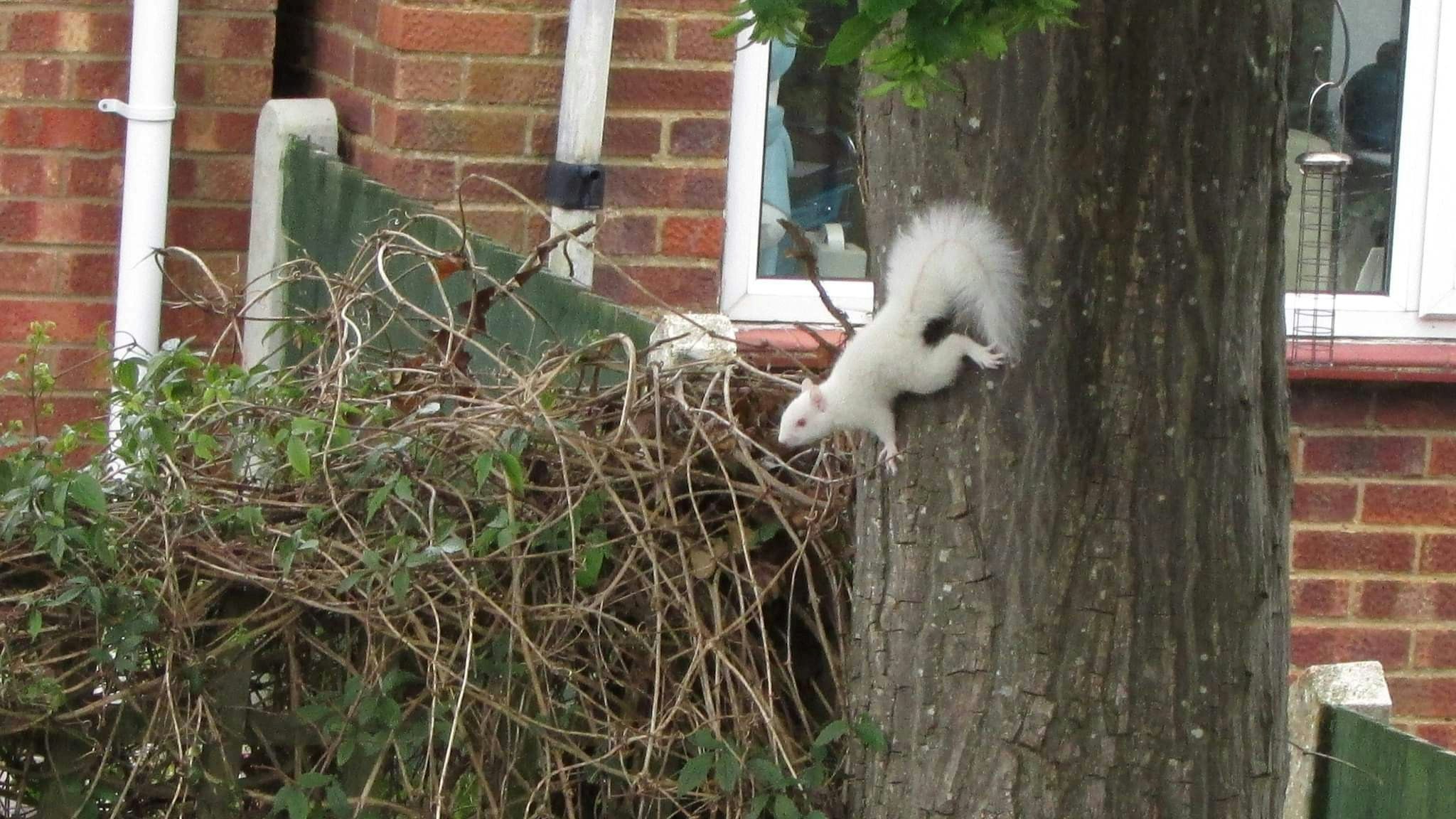 Etwa eines von einer Million kommt als Albino zur Welt. 