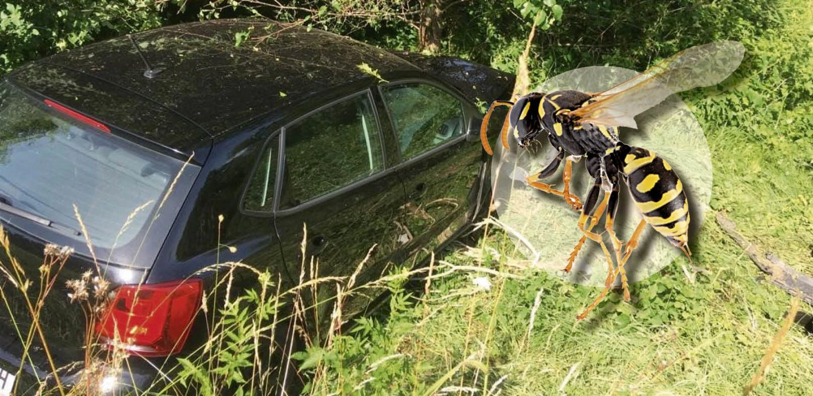 Die Lenkerin war durch die Wespe derart abgelenkt, dass sie gegen einen Baum krachte.