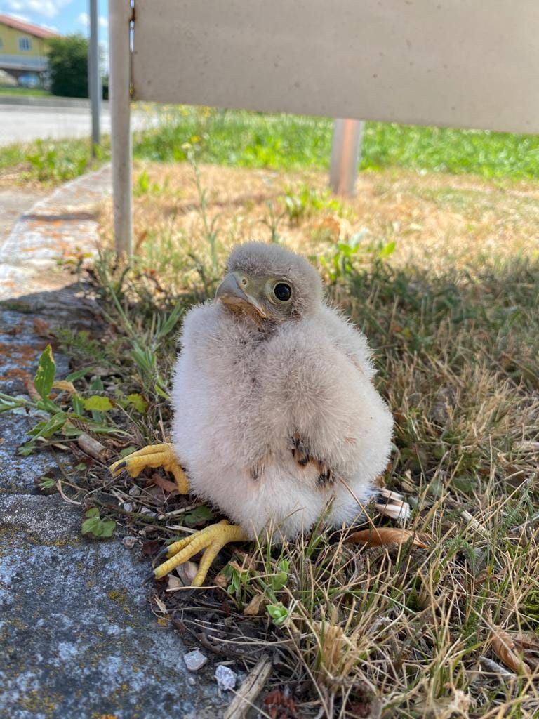Der kleine Falke saß verdattert auf der Straße.