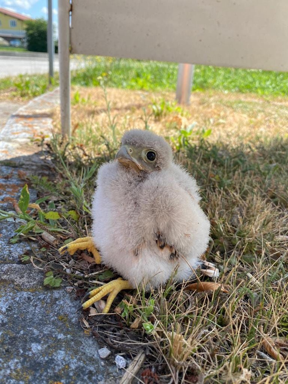 Der kleine Falke saß verdattert auf der Straße.
