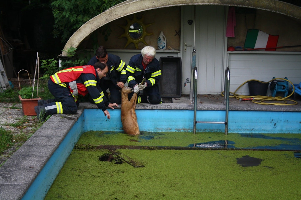 In Leonding stürzte ein Reh in einen Pool, konnte sich alleine nicht mehr befreien.