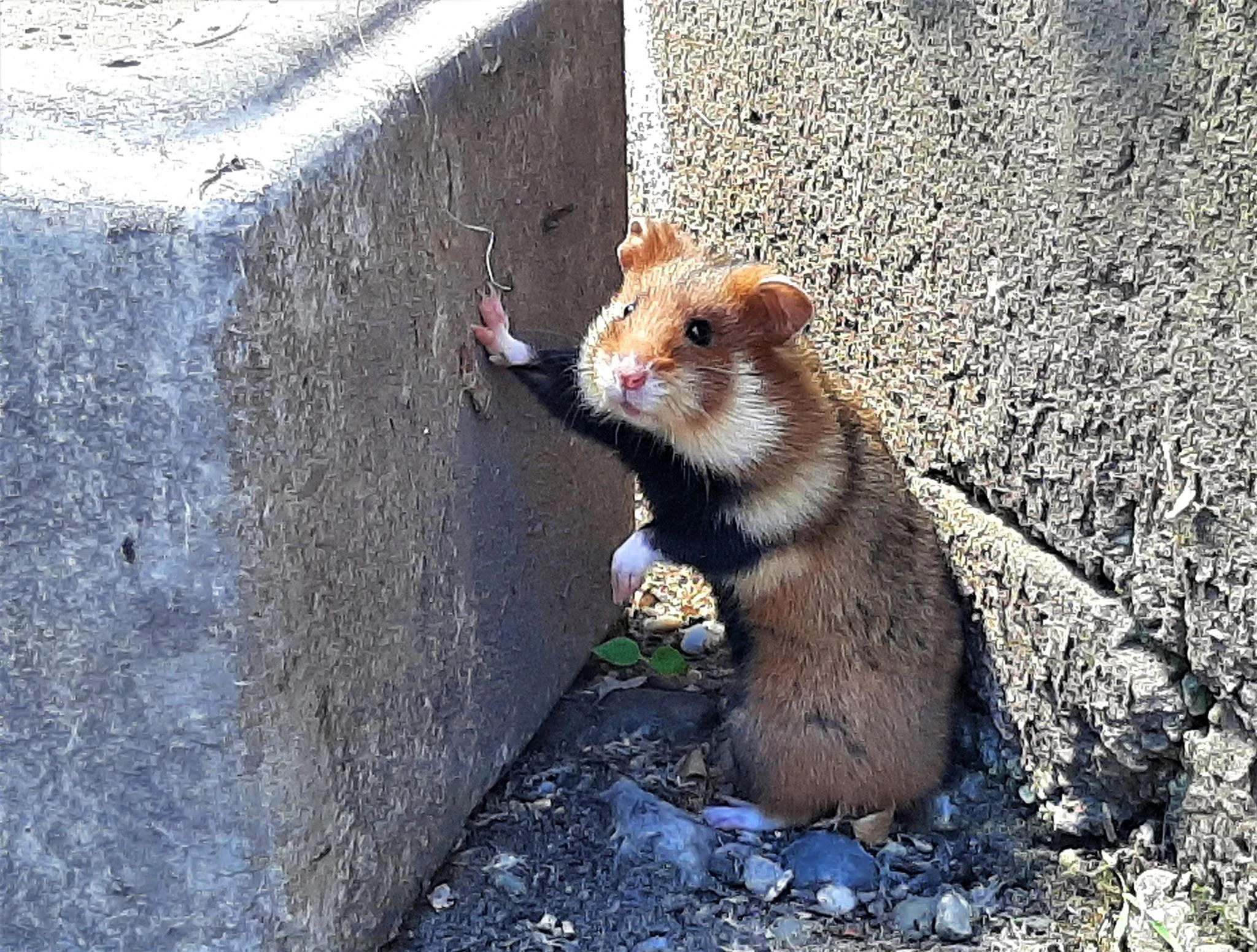 Der kleine Feldhamster erholt sich in Haringsee.