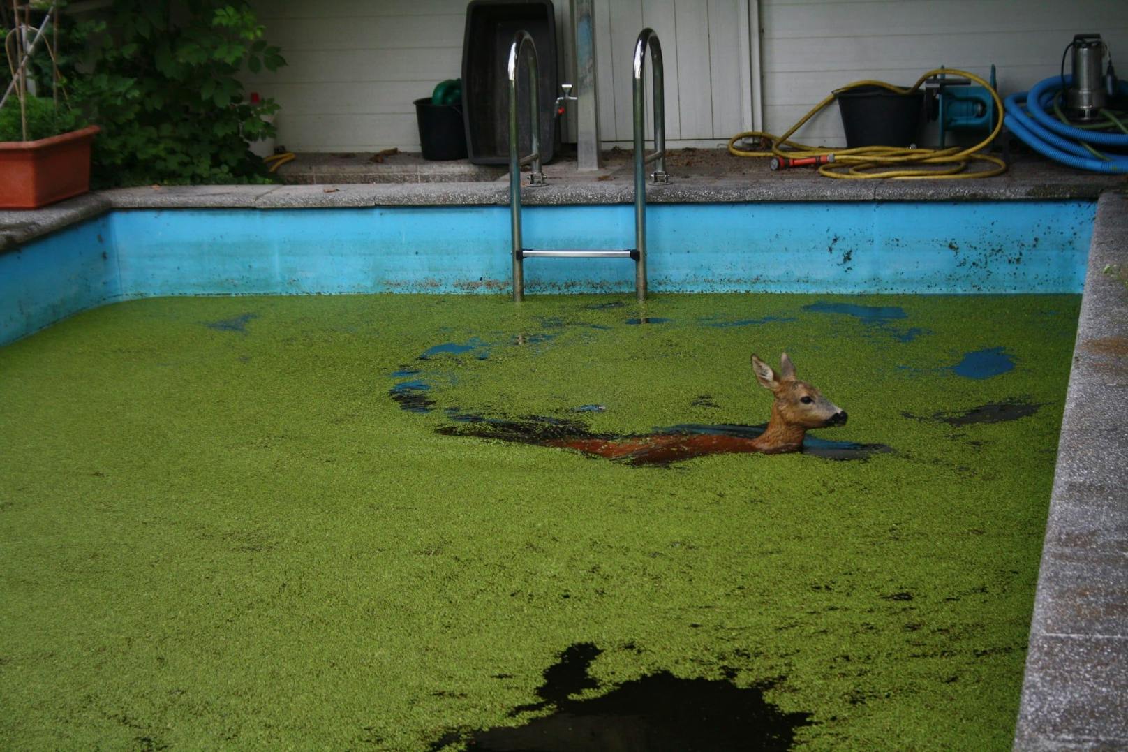 In Leonding stürzte ein Reh in einen Pool, konnte sich alleine nicht mehr befreien.