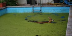 Hier geht Bambi unfreiwillig im Swimming-Pool baden