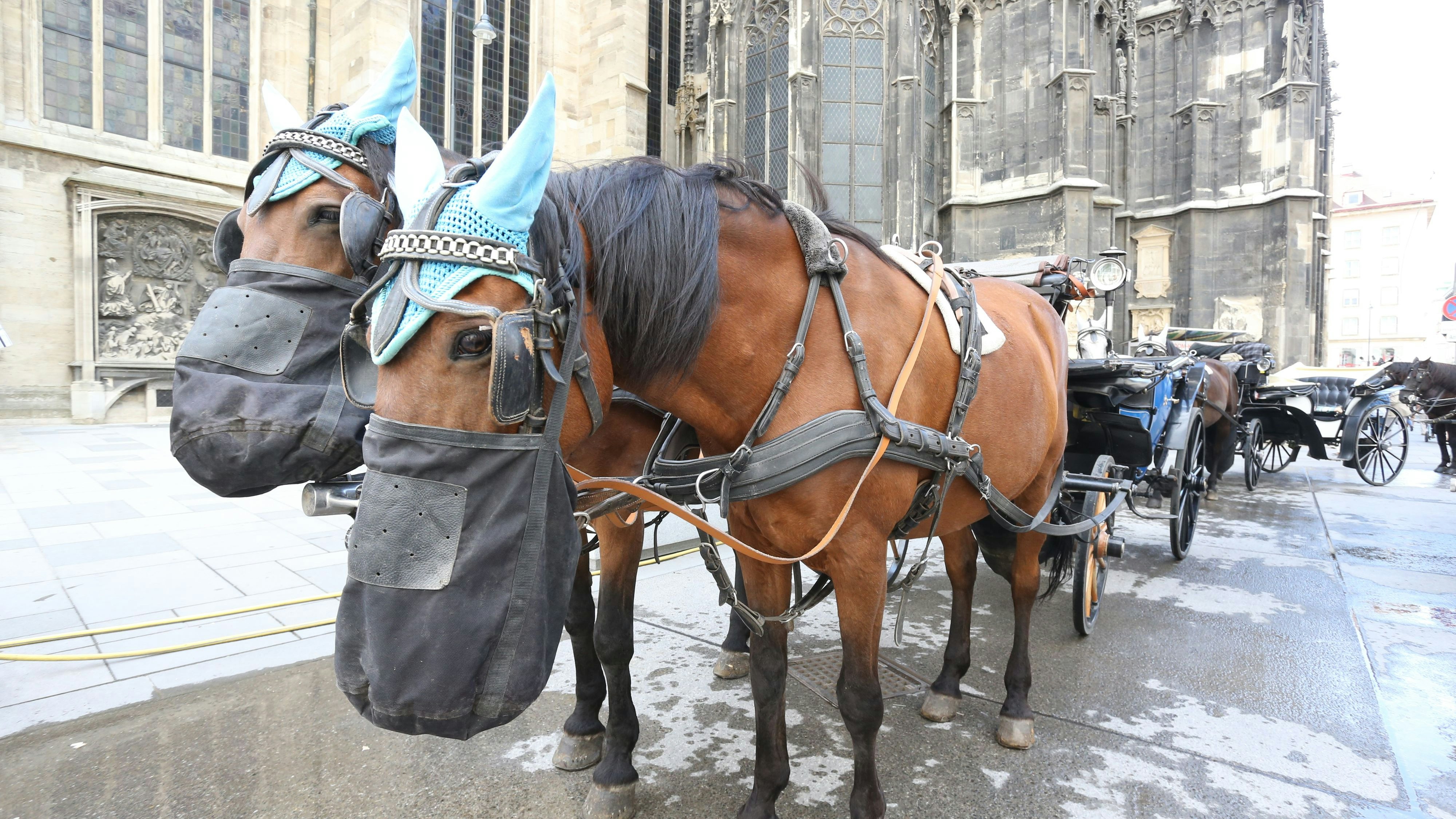 20190710 / fiaker kutscher mit seinen pferden pferd mit futtersack / foto: denise auer / tageszeitung heute