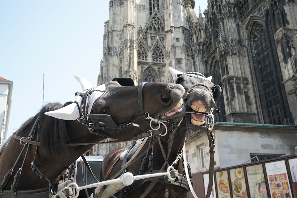 Tierschutzminister Johannes Rauch strebt ein komplettes Verbot der Fiaker an. Was sagen die Wiener? 