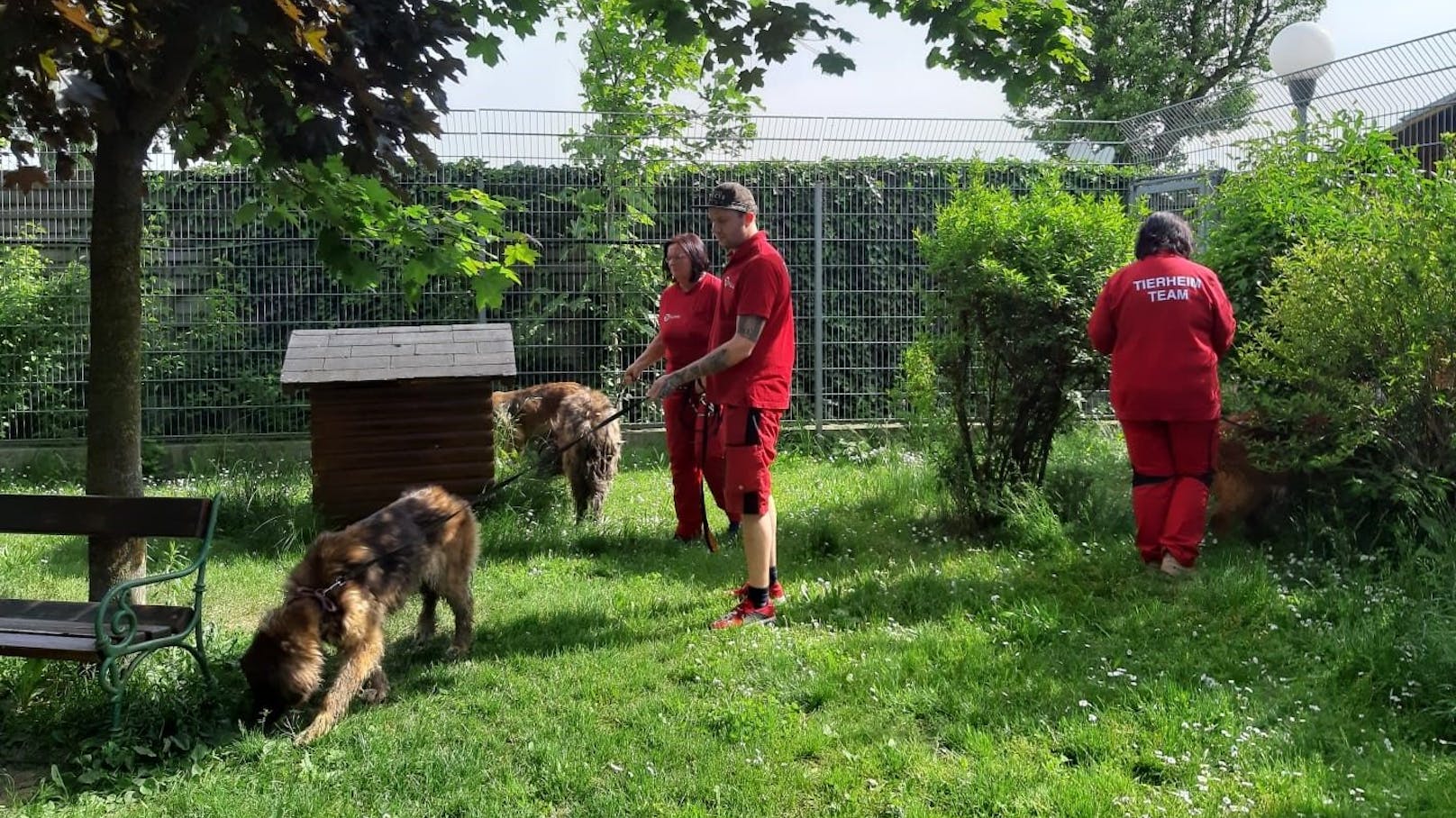 Die Mitarbeiter vom Tierschutzverein St. Pölten kümmern sich liebevoll um die Leonberger.