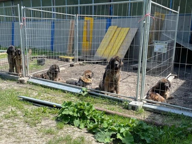 Die zehn Hunde waren in einem schlechten Zustand.