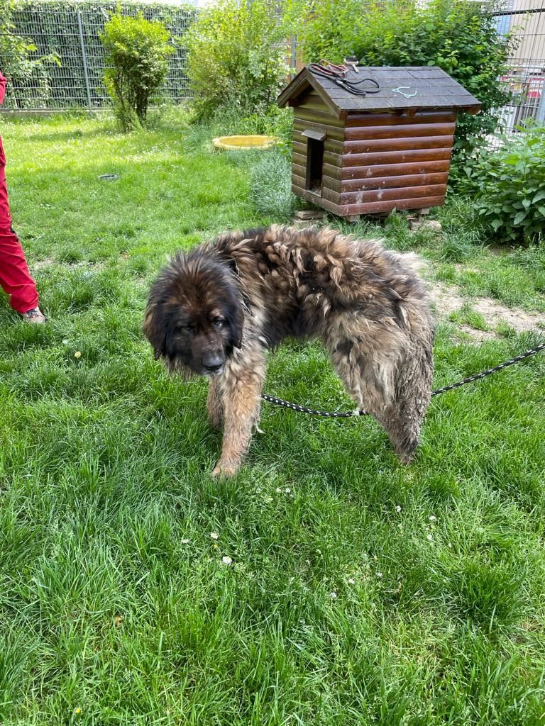 Die Hunde waren stark unterernährt, verwahrlost und ausgetrocknet.