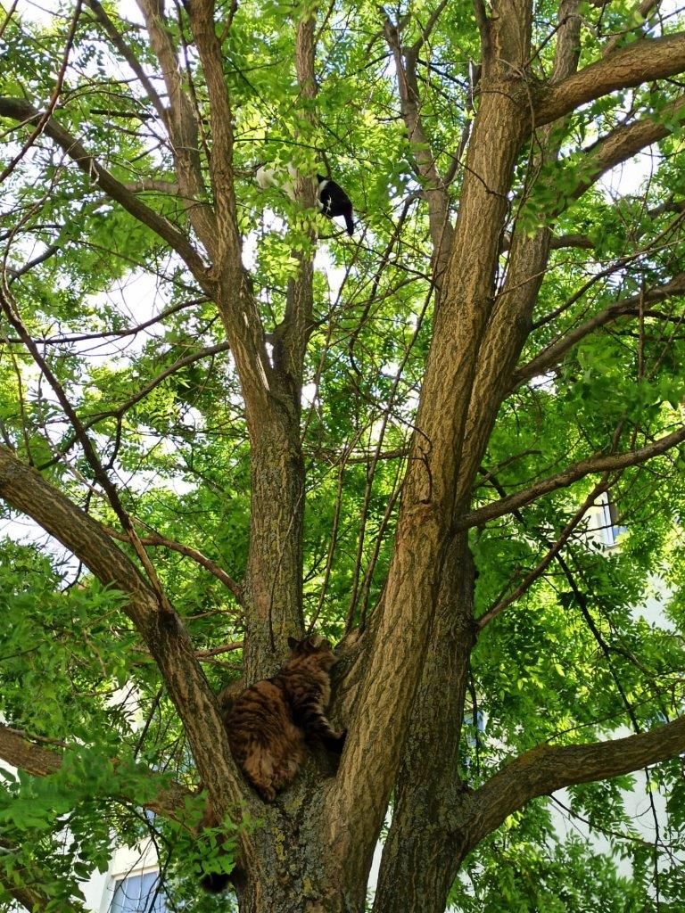 Die zwei Katzen trauten sich nicht mehr vom Baum herunter.