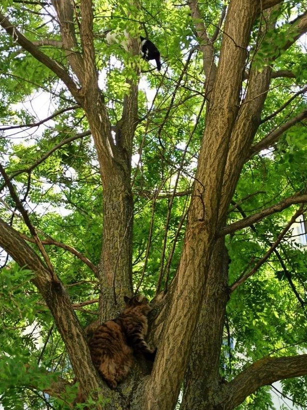 Die zwei Katzen trauten sich nicht mehr vom Baum herunter.