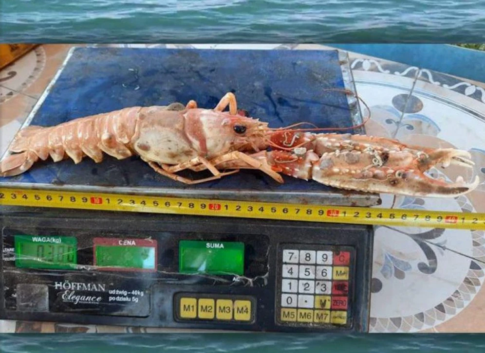 Mega-Scampi aus der Adria gefischt.