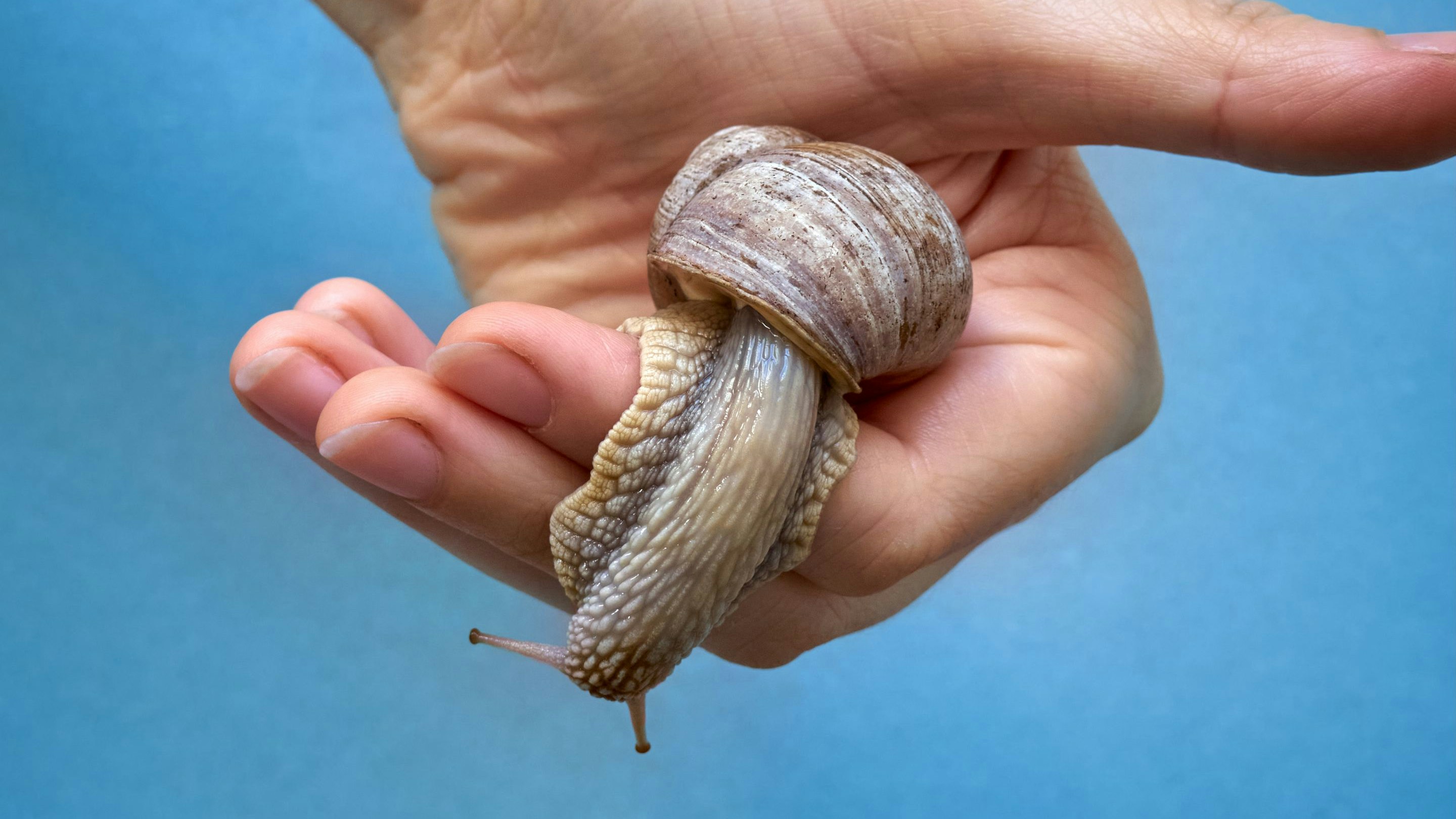 Weinbergschnecken sind keine Schädlinge, werden aber ebenso vom Schneckenkorn dahingerafft