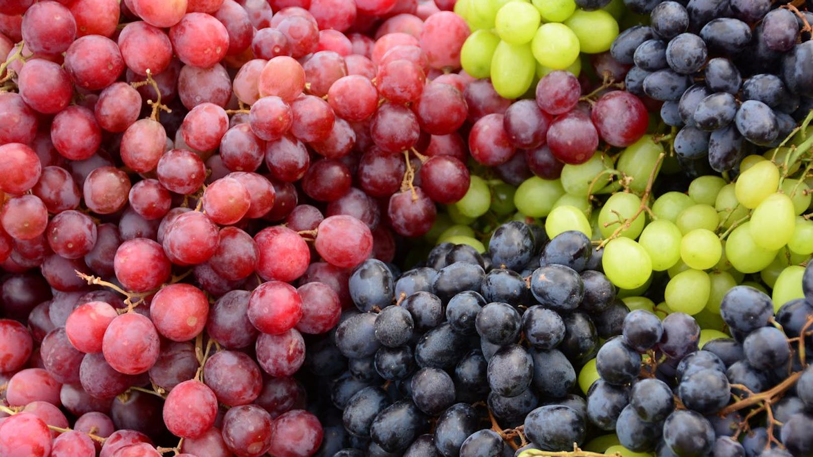 Die beiden Inhaltsstoffen Resveratrol und OPC (oligomere Procyanidine) machen die <strong>Weintraube</strong> gesund: Sie wirken sich positiv auf die Durchblutung aus und beugen so Herz- und Kreislauferkrankungen vor.&nbsp; Der hohe Gehalt des Pflanzenstoffs OPC schützt nachweislich vor Infektionskrankheiten und übertrifft als Zellschutzstoff sogar die Vitamine C und E um ein Vielfaches. Allerdings enthalten Trauben 15 Prozent Fructose und Glucose - also Zucker. Mit einer großen Hand voll Trauben nimmst du sechs Stück Würfelzucker zu dir! Daher sollten sie nicht maßlos genascht werden. Besser zu figurfreundlicheren Beeren greifen: Brombeeren, Heidelbeeren, Himbeeren.