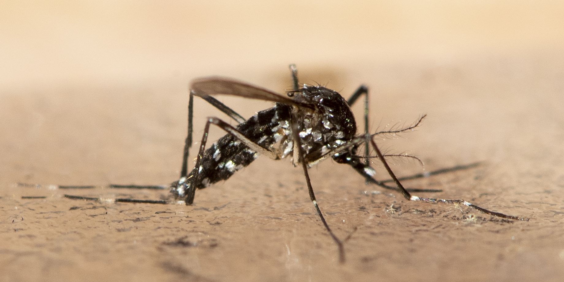 Ein totes Exemplar einer Asiatischen Tigermücke