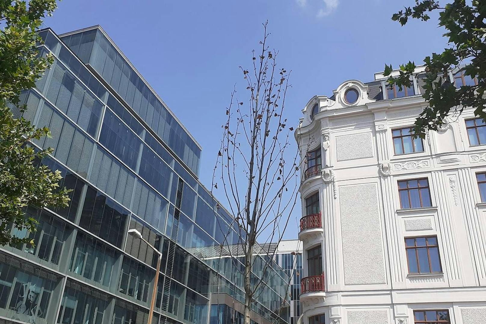 Die Initiative "Zukunft Stadtbaum" kritisiert, dass die Stadt neu gepflanzte Jungbäume nicht genügend gießen würde.