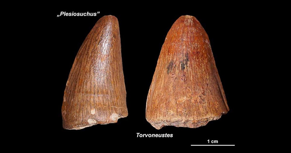 Diese Zähne stammen von bisher unbekannten Meereskrokodilen.