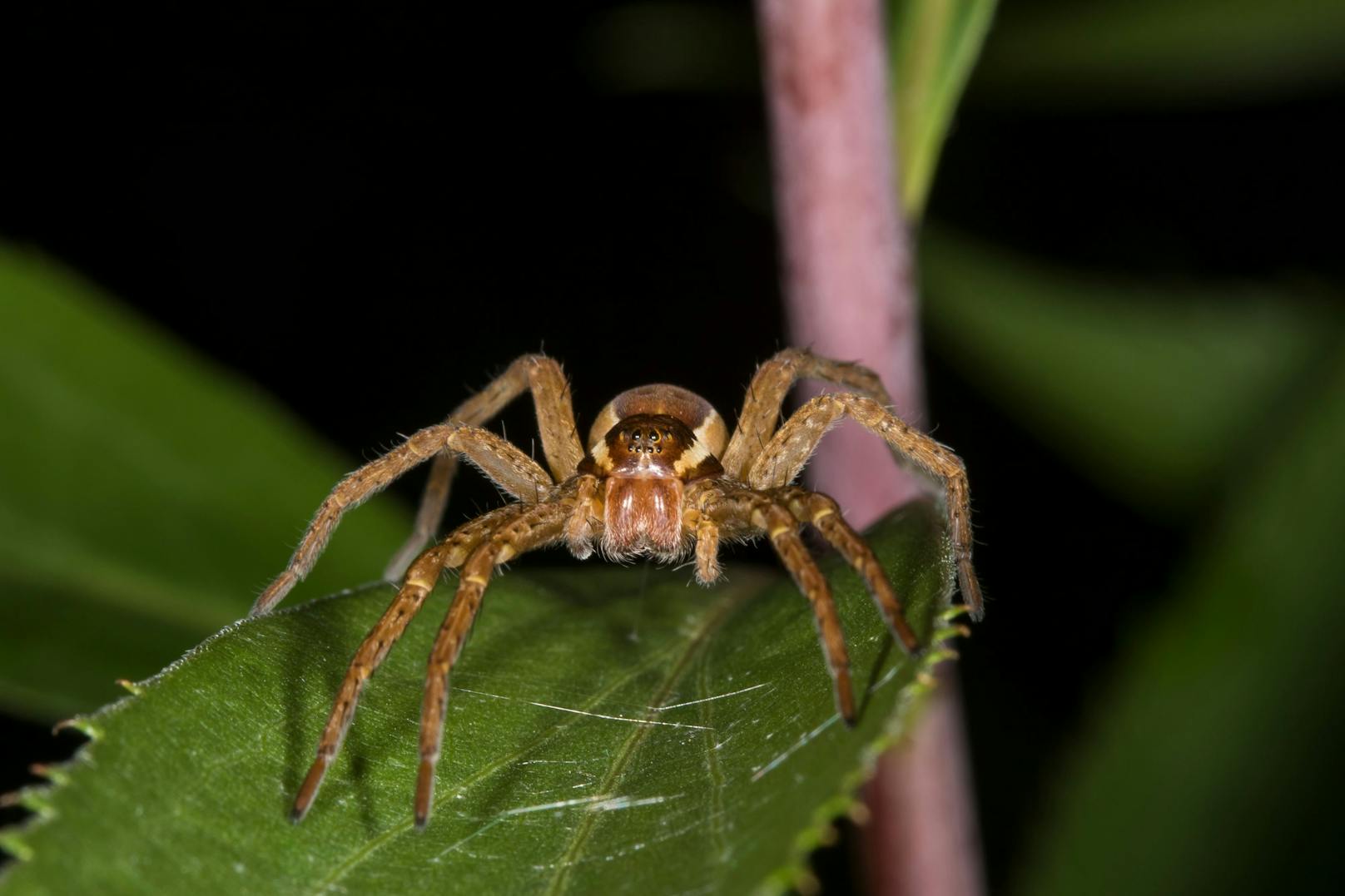 In Italien gibt es mehr als 1.000 Spinnenarten. Fast alle sind giftig und kommen vermehrt in der Toskana vor. 
