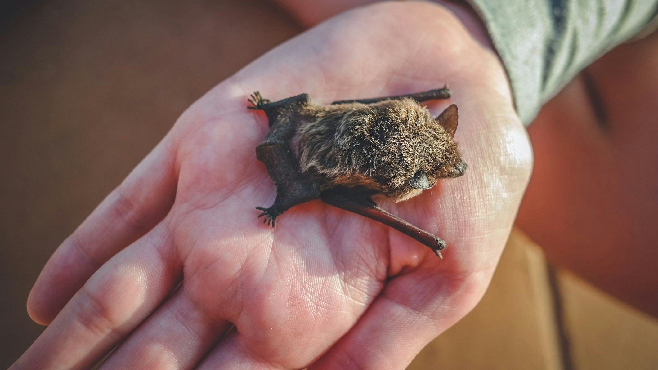 Die großen Temperaturunterschiede verwirren die kleinen "Batmans". 