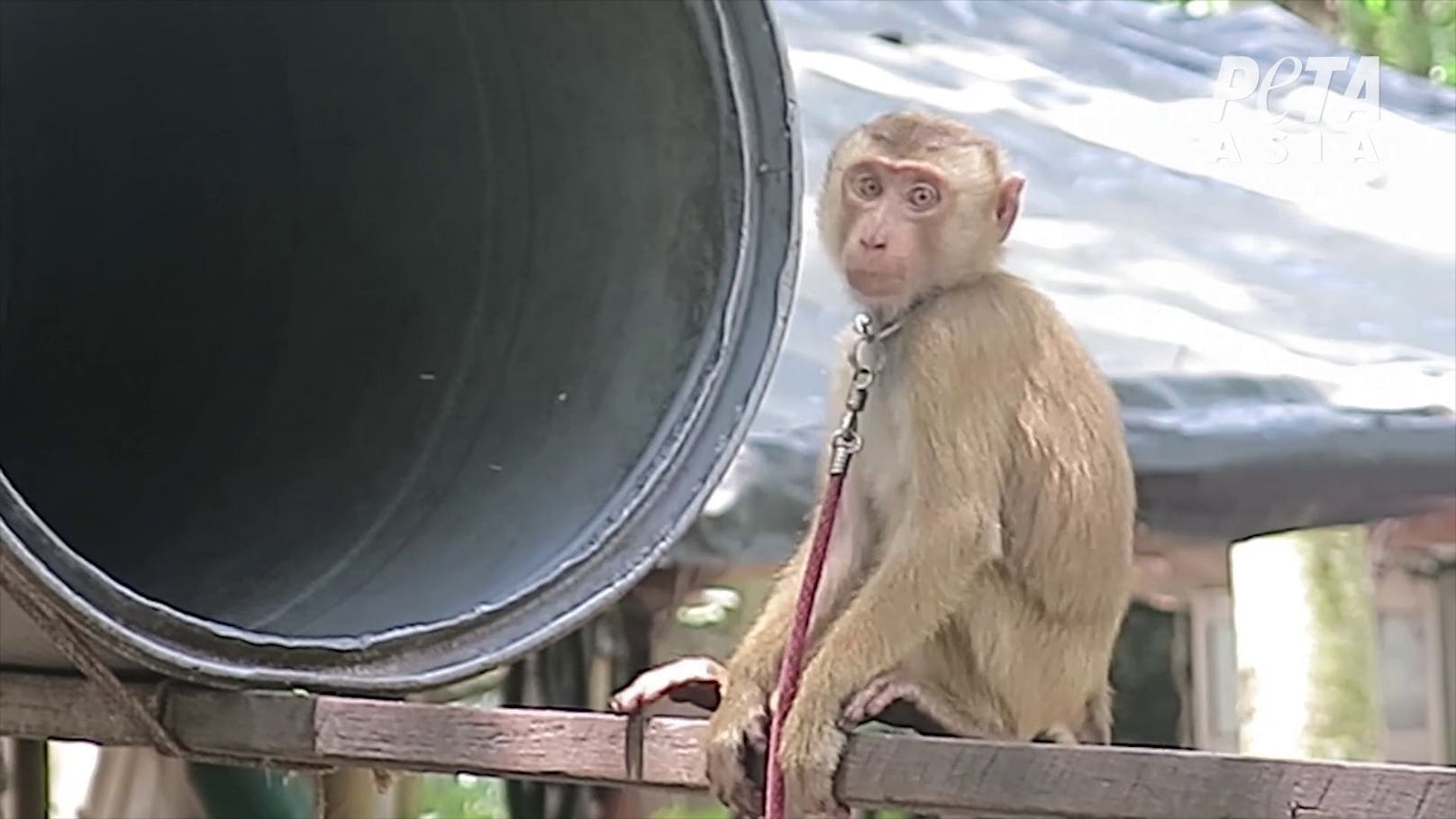Berichten zufolge, werden die Affen bereits als Babys bereits aus Familienverbunden entrissen.&nbsp;