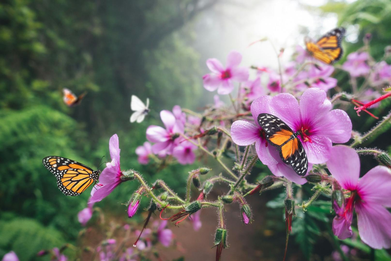 Die Insel Elba ist bekannt für seinen Schmetterlingsweg. Hier leben etwa 50 verschiedene Schmetterlinge.