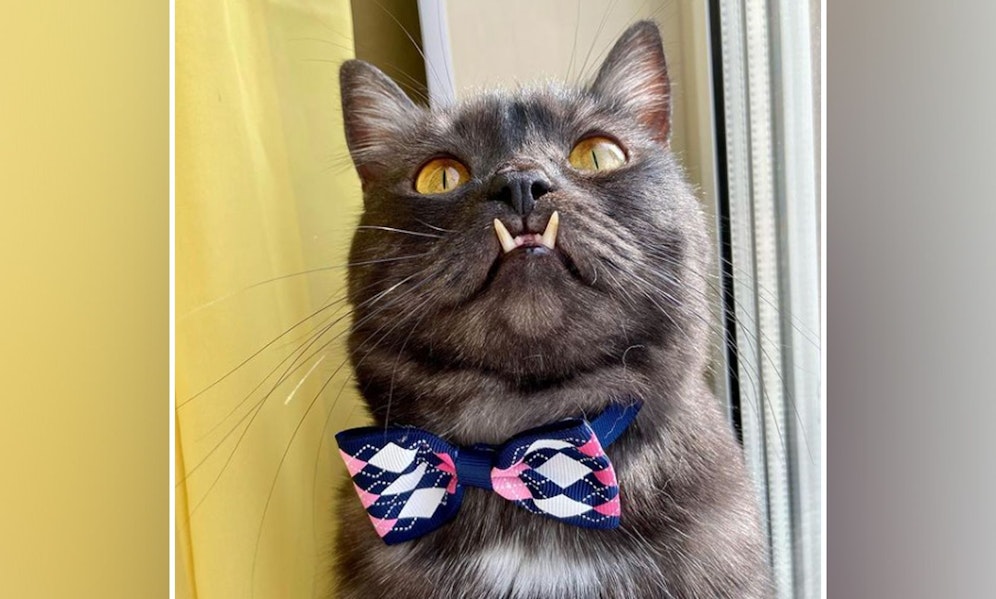 Der lustige Unterbiss von Kater 