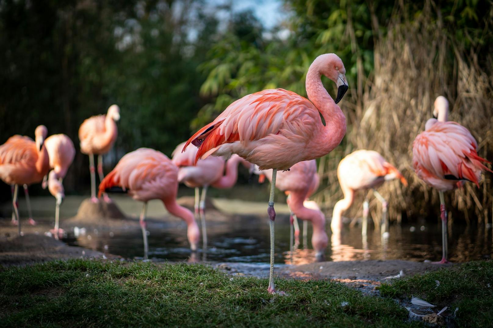 An den Küsten der Toskana kann man Flamingos in freier Wildbahn beobachten. 