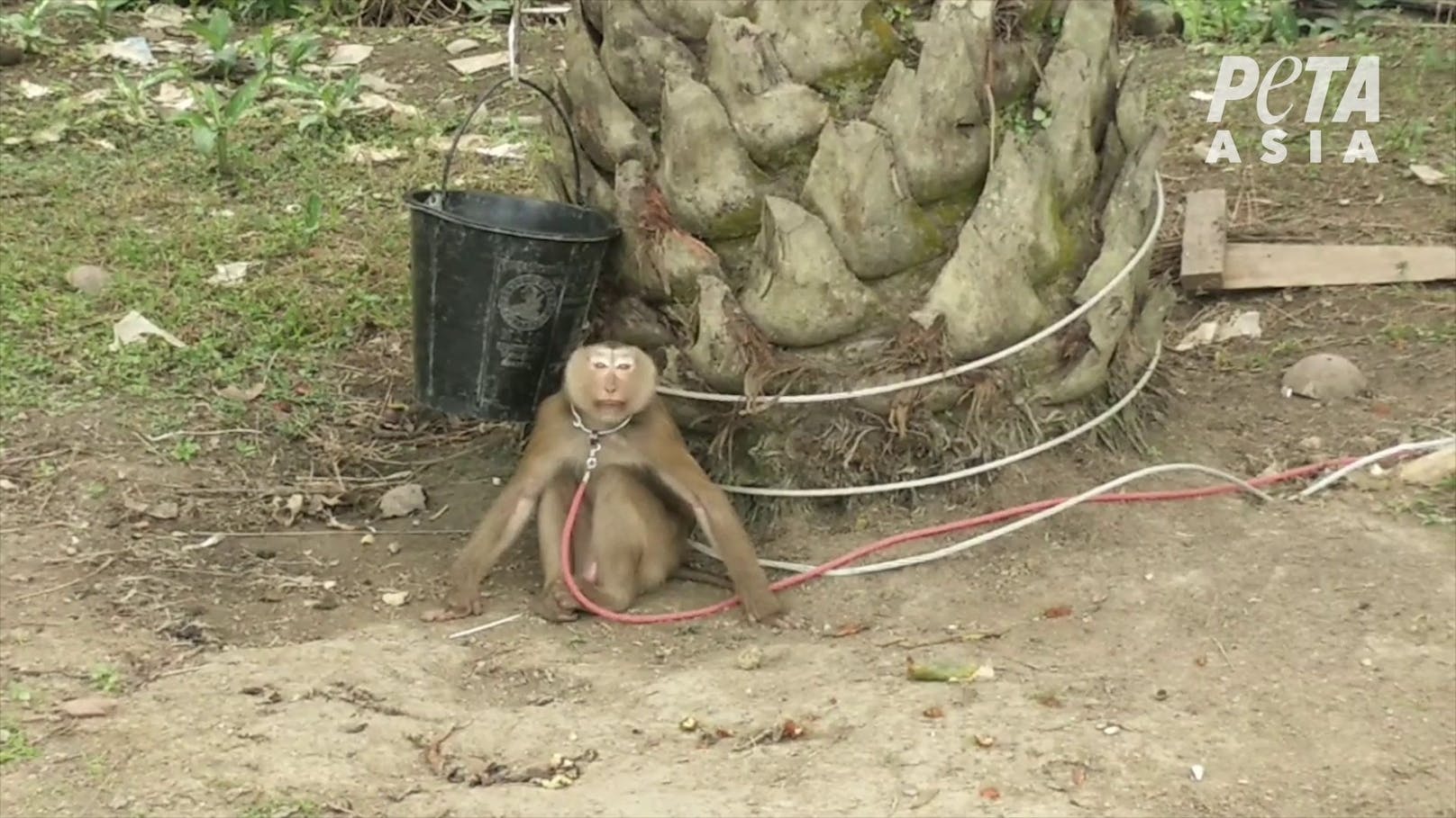 Leider werden in Thailand nach wie vor junge Affen in Ketten gelegt und gewaltsam zum Pflücken der Kokosnüsse gezwungen.&nbsp;
