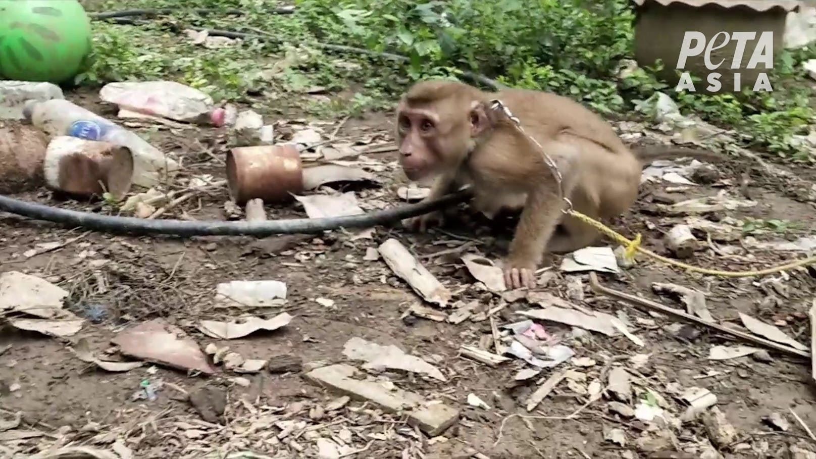 Unzählige Affenkinder werden in der Kokosnuss-Industrie zum Pflücken gezwungen, misshandelt und ausgebeutet. 