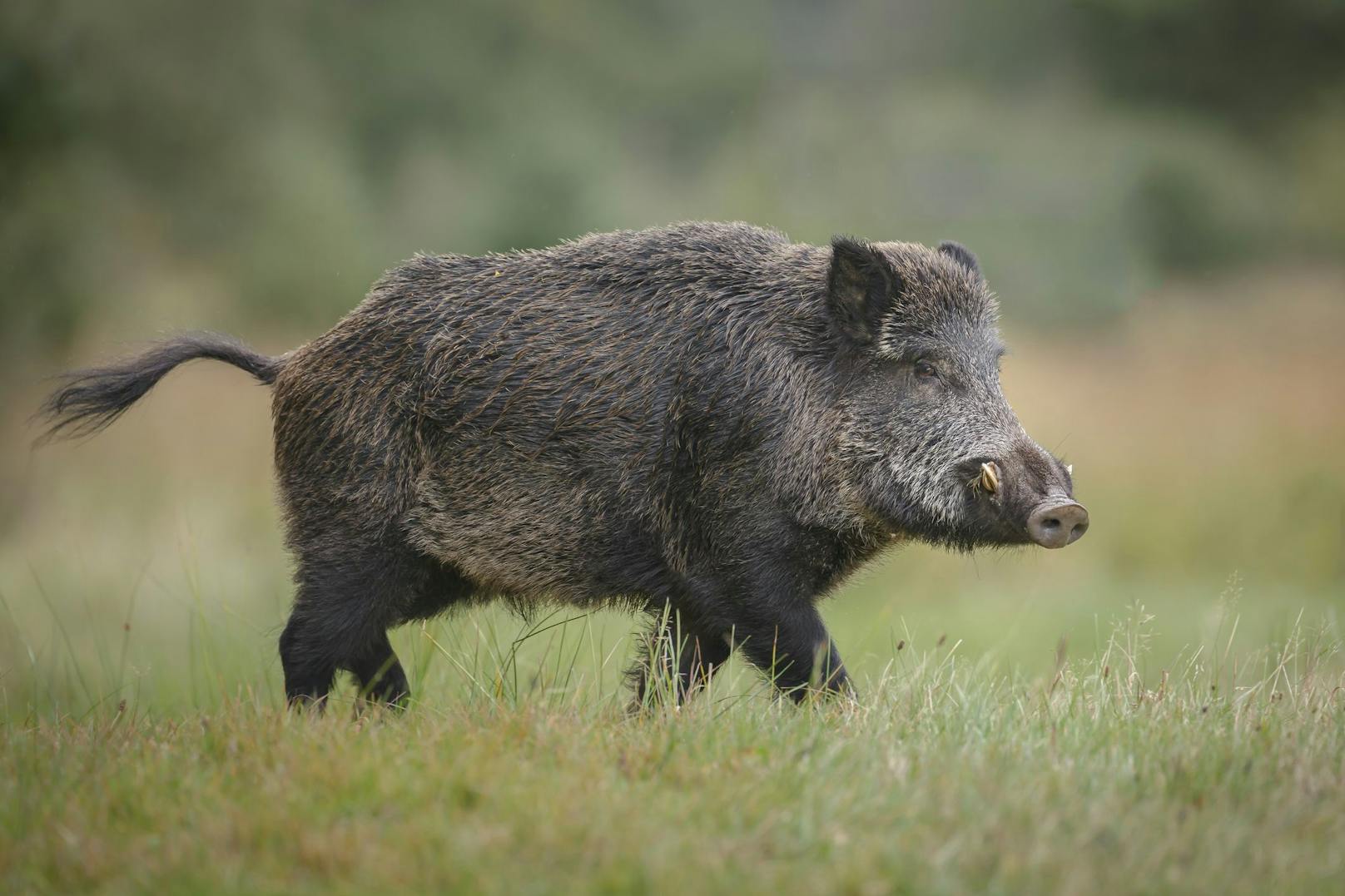 Auch in Italien hat die Wildschweinpopulation zugenommen. 