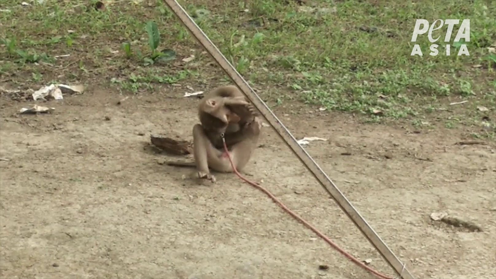 Besonders grausam sind die "Pflückwettbewerbe", die in den Trainingslagern für die Affen abgehalten werden.&nbsp;