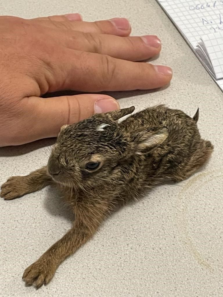 Das kleine Häschen wird nun ärztlich versorgt.