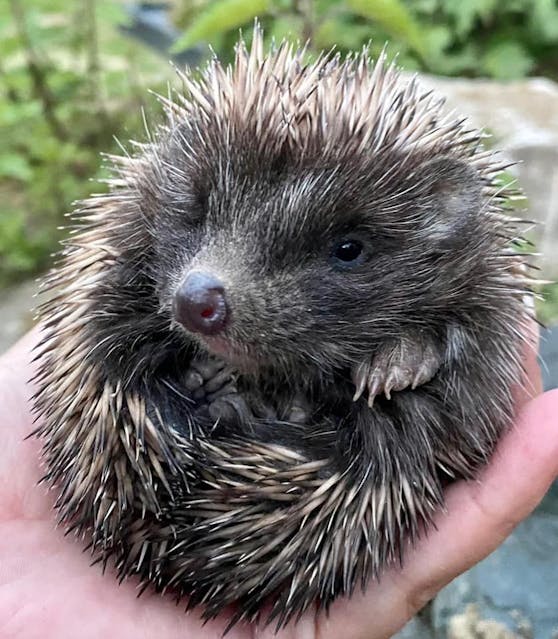Der blinge Igel bekam süßen Nachwuchs.