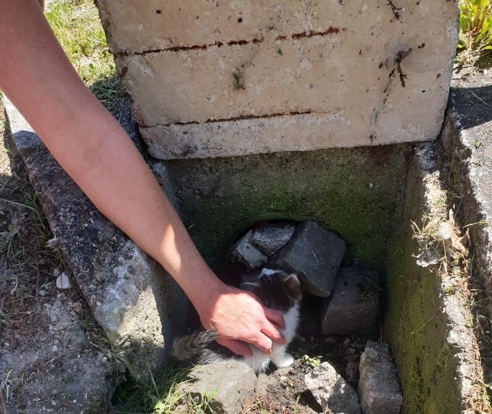 Eine Anrainerin hörte das Miauen, wurde so auf die Katzen aufmerksam.