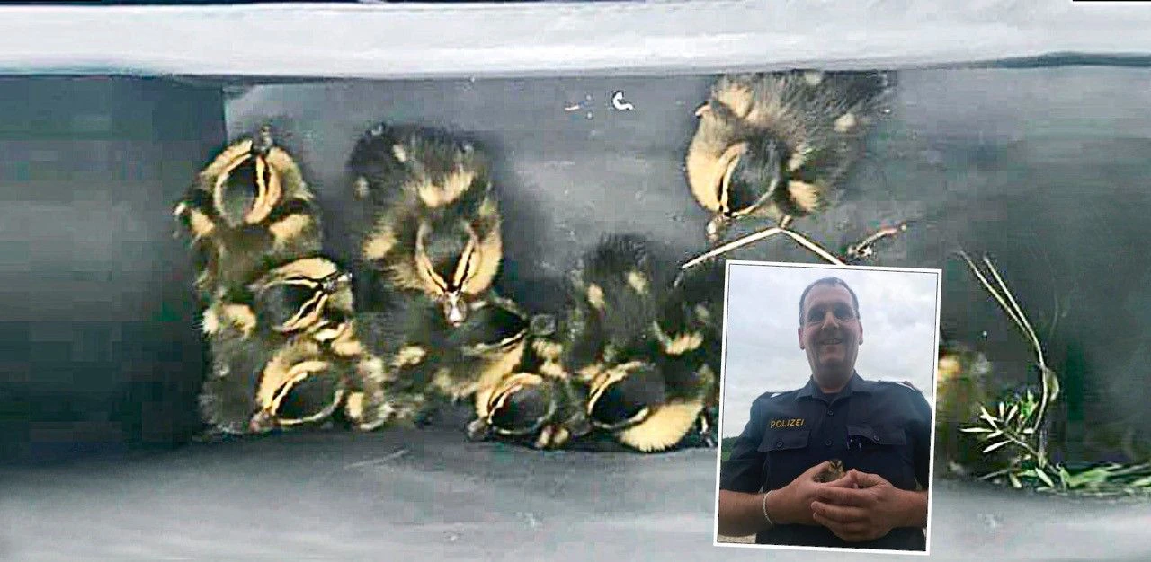 Die Polizei konnten die Entenbabys retten.