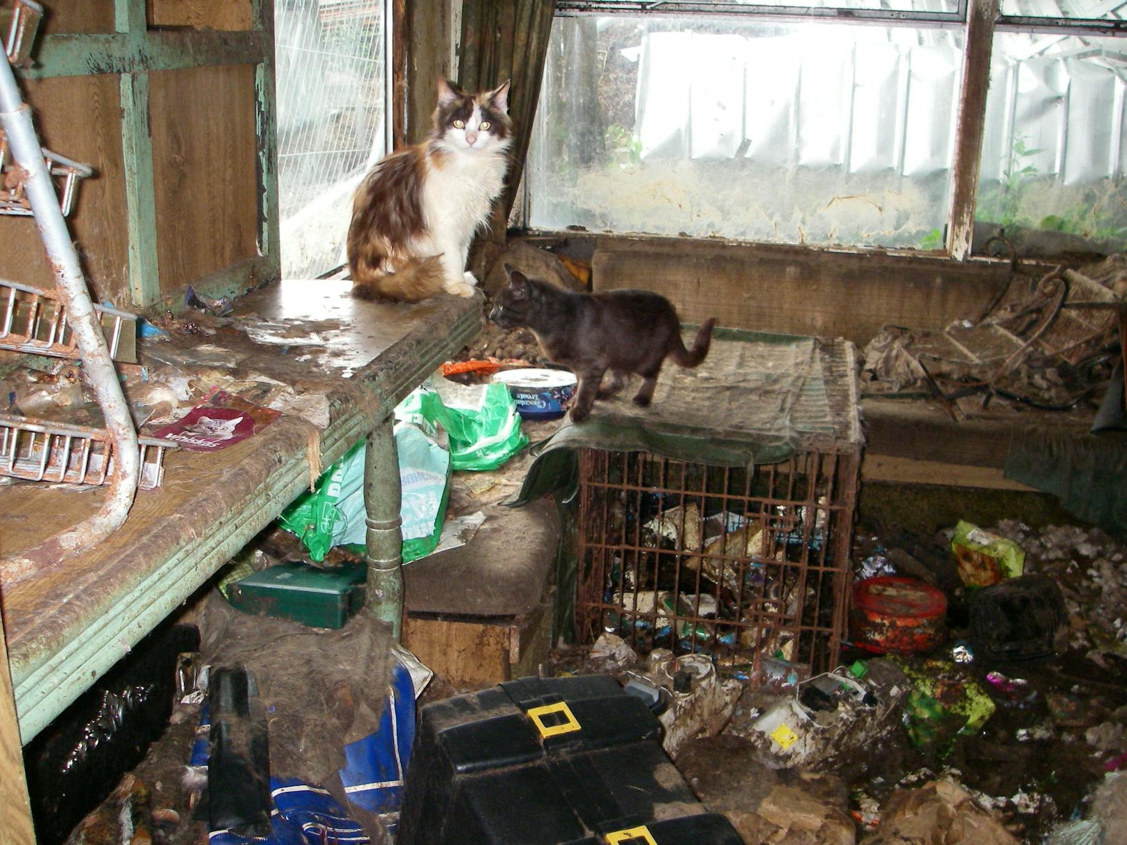 Die Katzen lebten in einem verdreckten Wohnwagen mit "tropischen" Klima. Eine war bereits tot. 