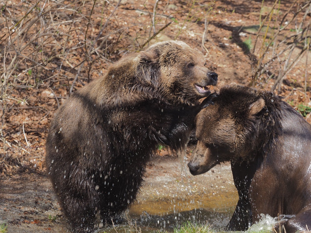 Austria, Arbesbach | 2021 04 11 |  Bear Emma & Enrich playing at BEAR SANCTUARY Arbesbach, Austria.