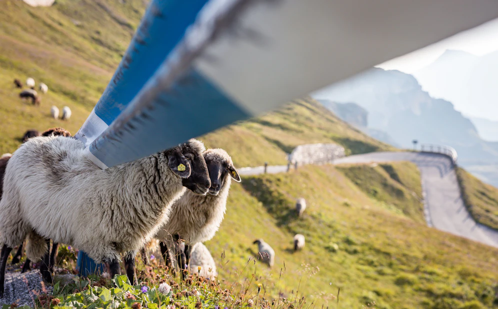Schafe bei der Großglockner Hochalpenstraße (Archivfoto)