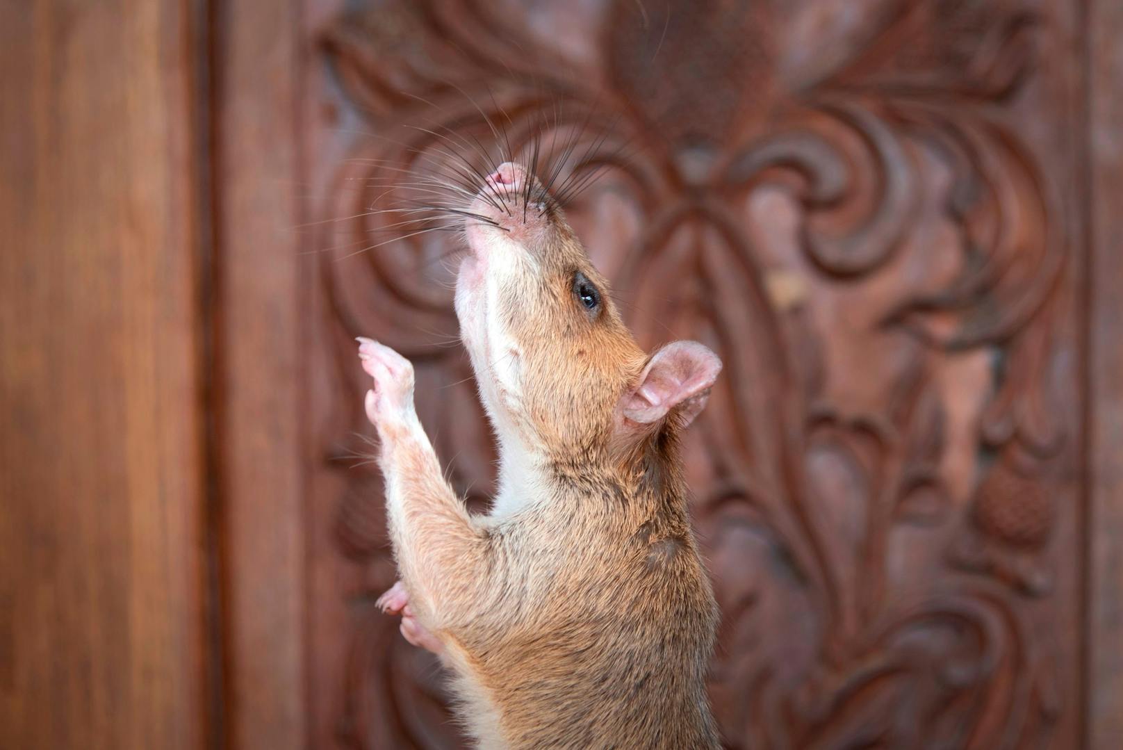 Die Ratte wiegt 1,2 Kilogramm und ist 70 cm lang.