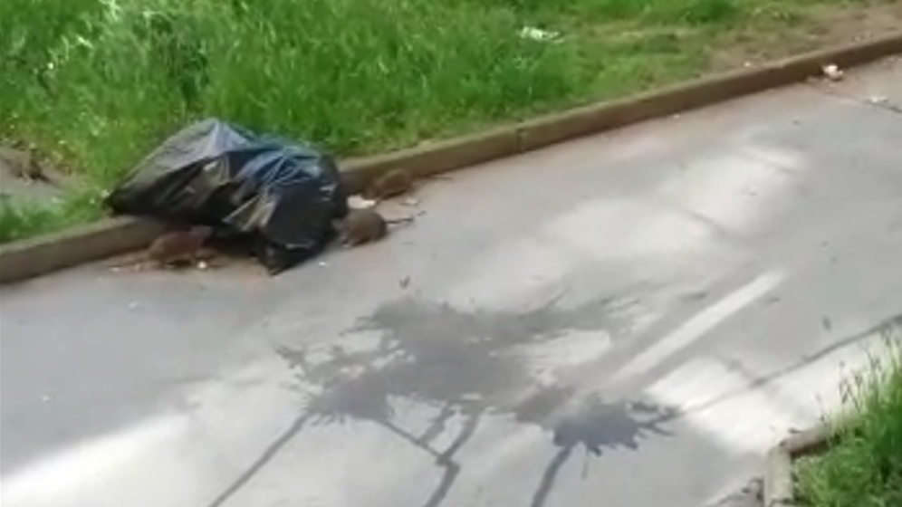 Der Müllplatz des Gemeindebaus im 12. Bezirk lockt zahlreiche Ratten an.