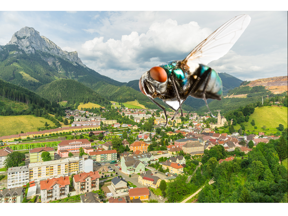 Die steirische Stadt Eisenerz kämpft aktuell gegen eine Fliegenplage (Symbolbild).&nbsp;