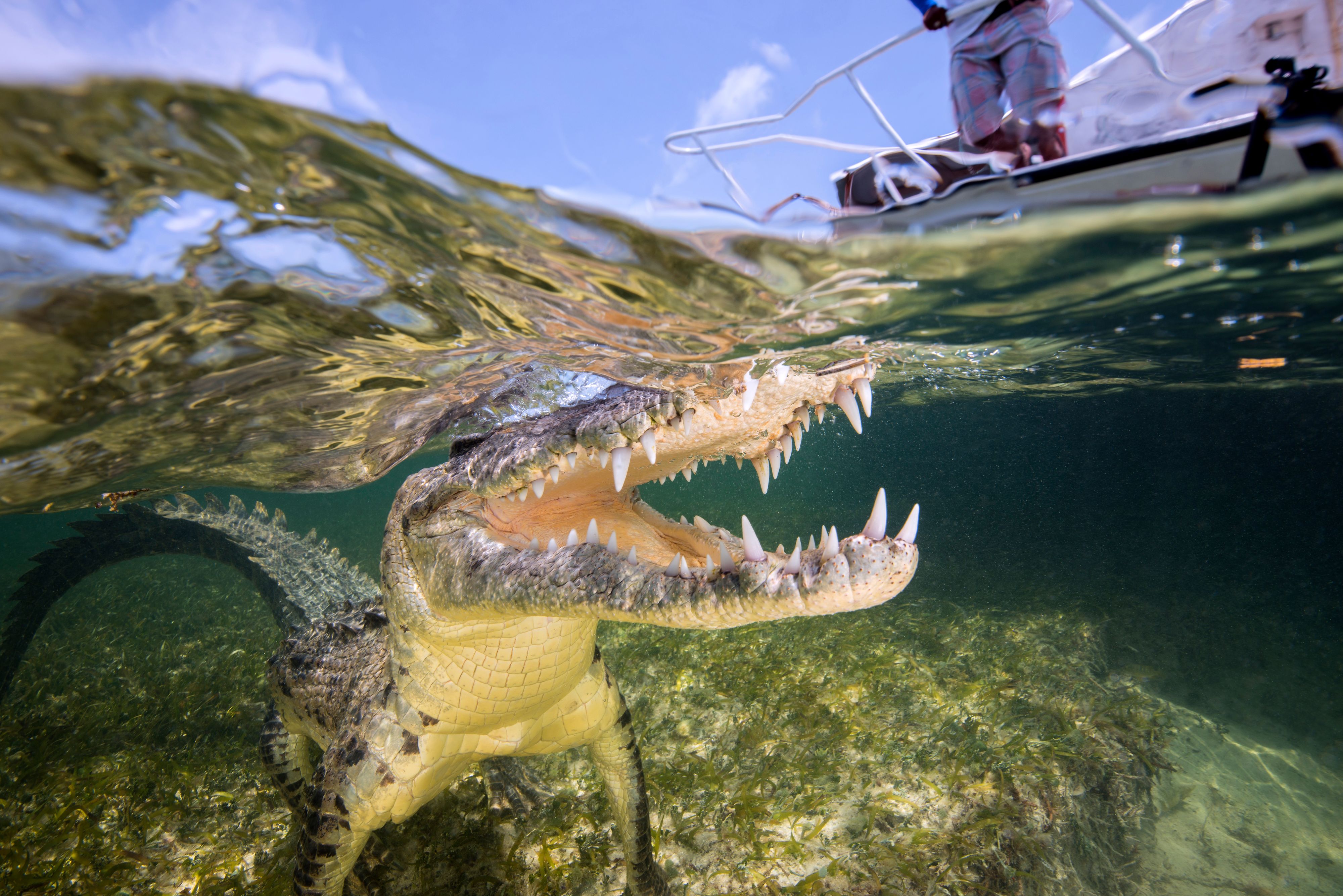 Download von www.picturedesk.com am 08.06.2021 (22:23).  Mexico, American crocodile under water - 20170928_PD16379 - Rechteinfo: Royalty Free (RF) Model Released
