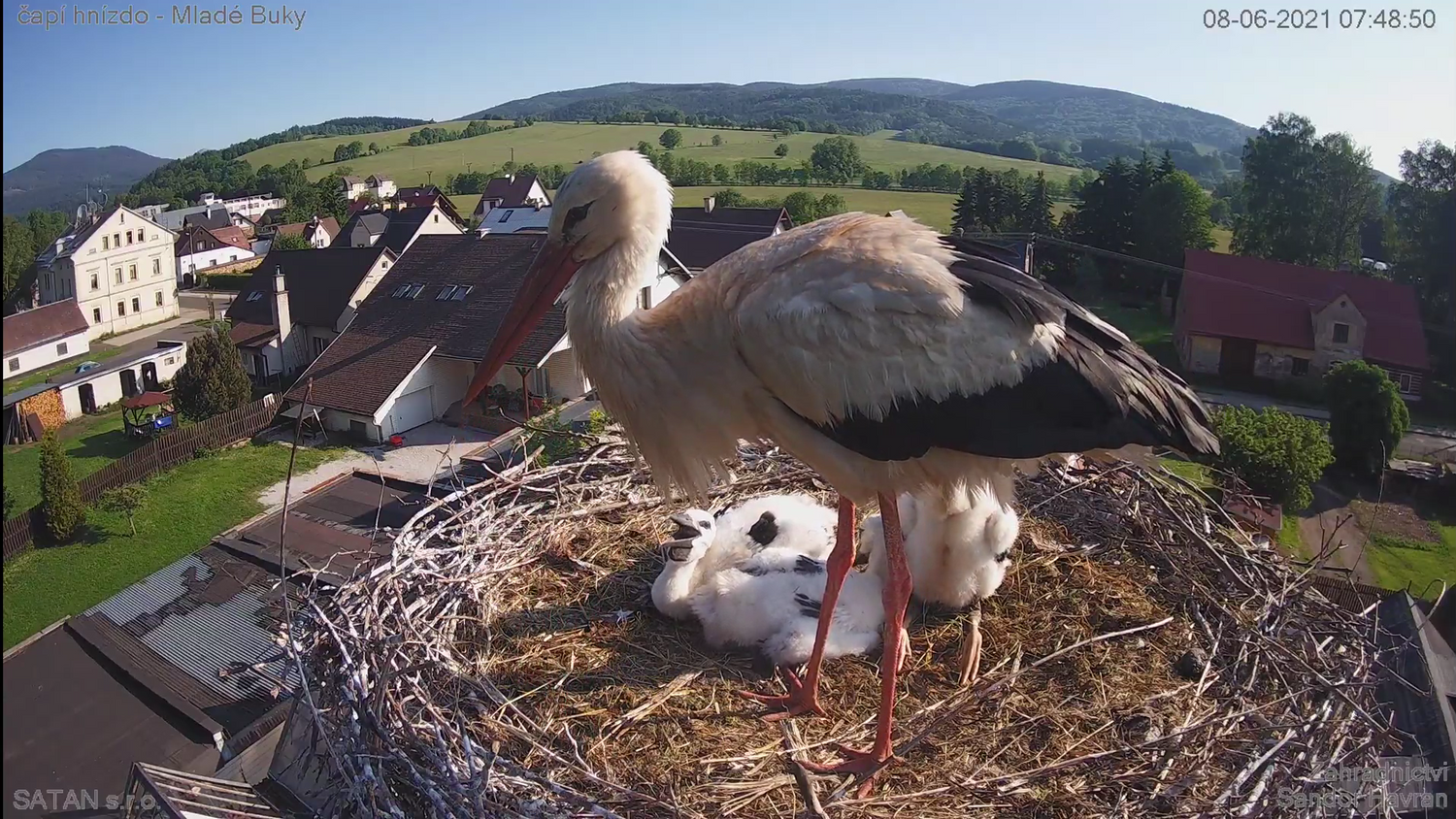 Storchenpapa "Bukacek" kümmert sich um seinen Nachwuchs. 