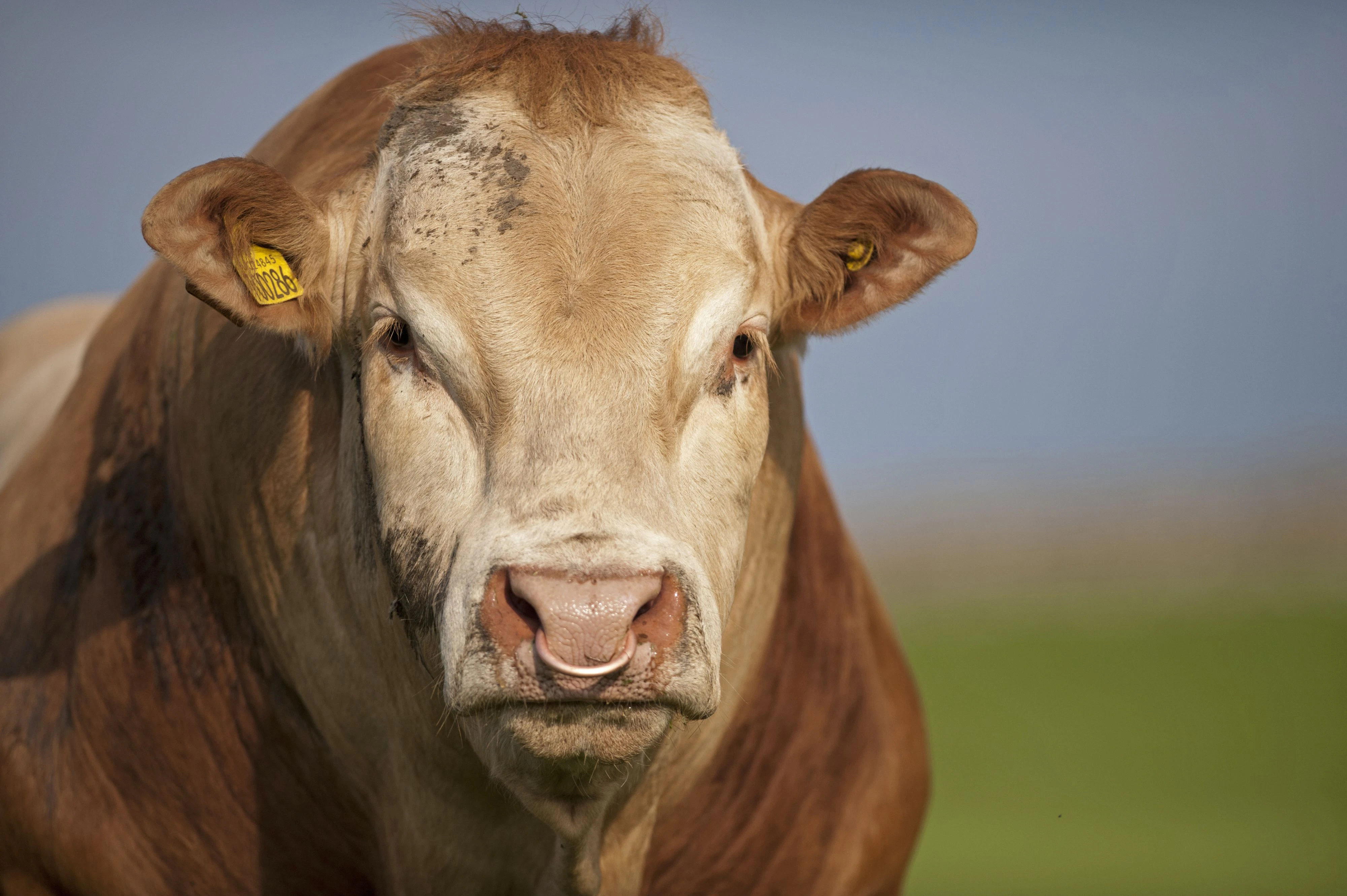 Der Altbauer (74) wurde von dem Stier erdrückt.