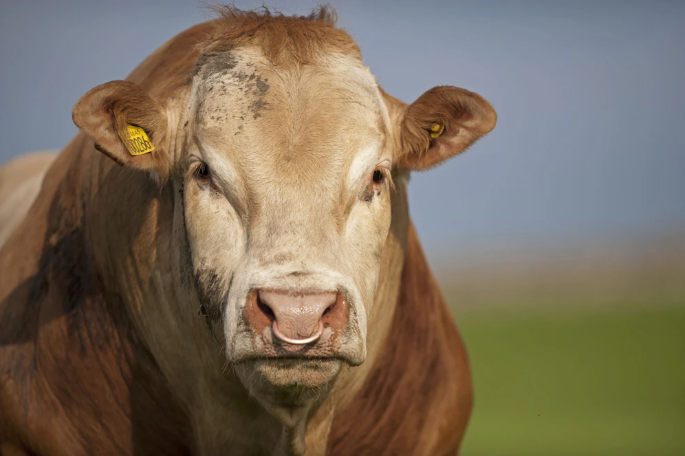 Der Altbauer (74) wurde von dem Stier erdrückt.