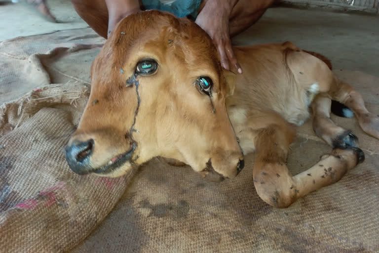 Das zweiköpfige Kalb kam am 21. Mai in einem indischen Dorf auf die Welt und wird seitdem als Gottheit angebetet. 