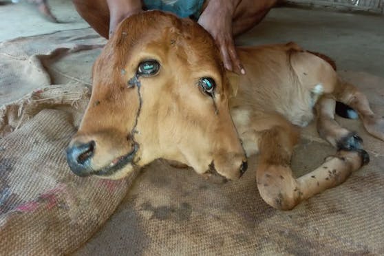 Das zweiköpfige Kalb kam am 21. Mai in einem indischen Dorf auf die Welt und wird seitdem als Gottheit angebetet.
