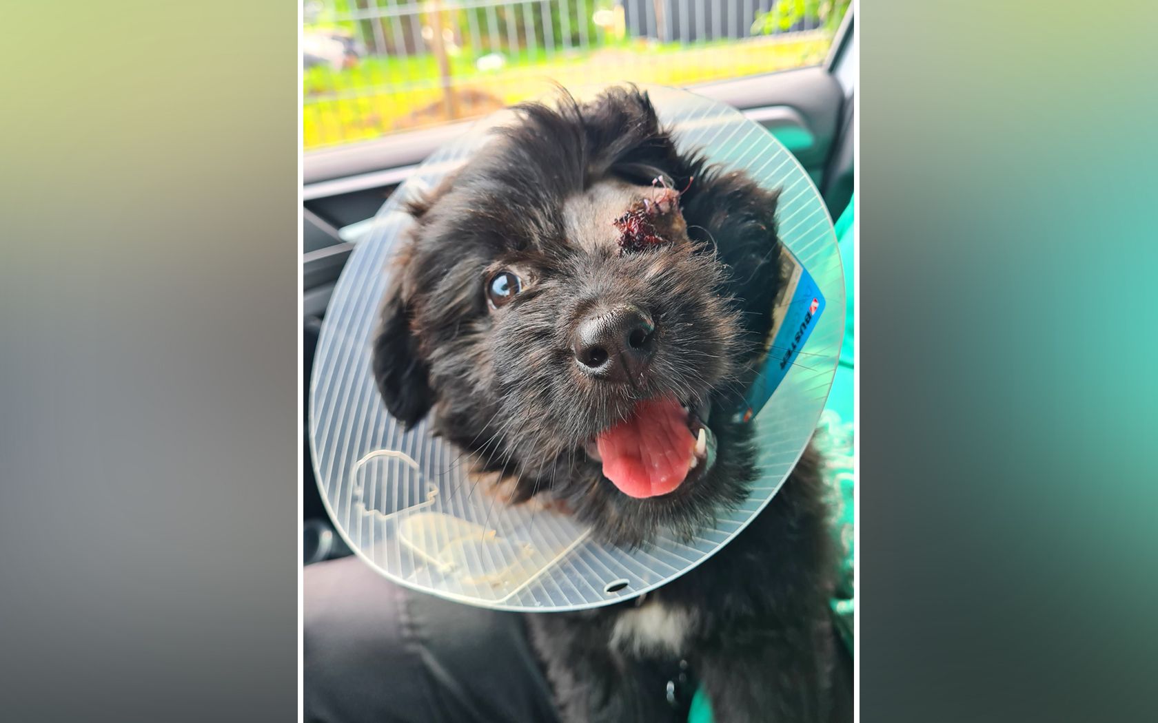 Die kleine "Bonnie" wurde einfach während der Untersuchung von ihrer Besitzerin unter einem falschen Vorwand zurückgelassen. 